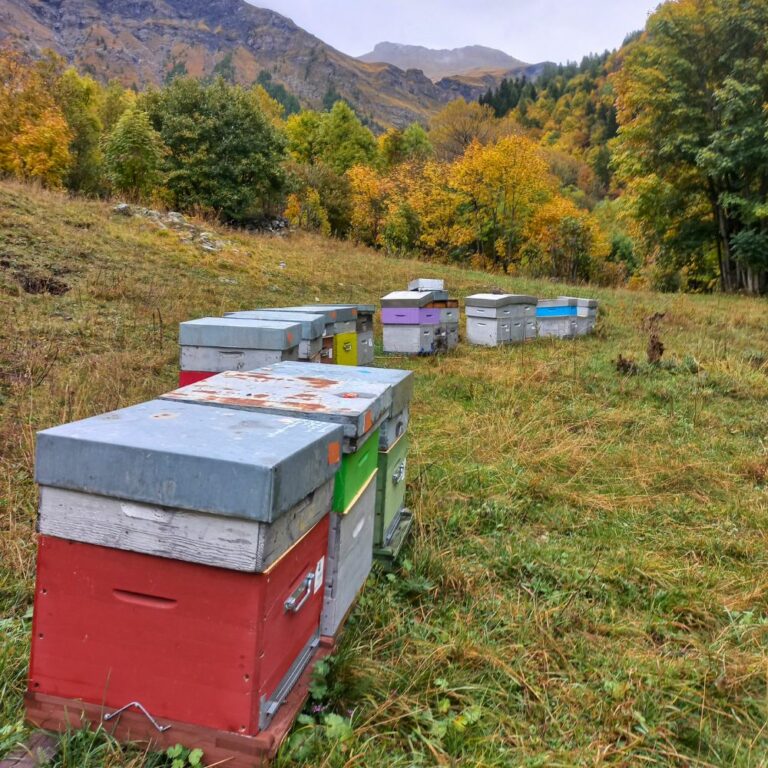 Un rucher dans les écrins couleurs d'autonme